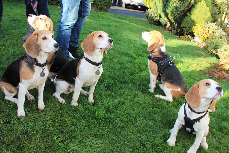 Beagle Puppies Dog Training and Behaviour Lanarkshire Scotland