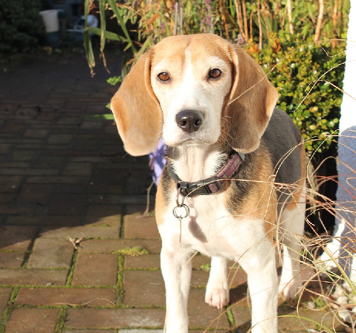 Beagle Puppies Dog Training and Behaviour Lanarkshire Scotland